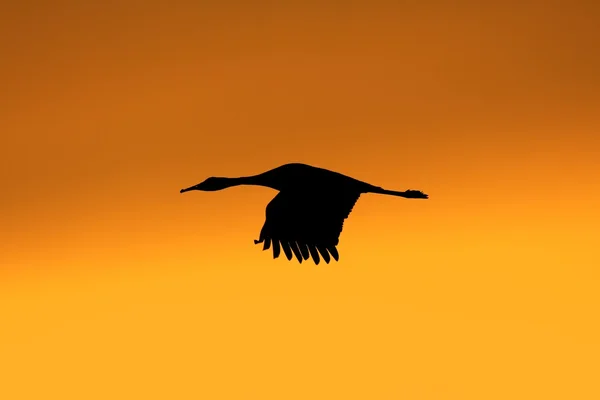 Gün batımında Sandhill Crane (Grus canadensis) — Stok fotoğraf