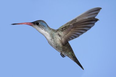 Mor tepeli sinek kuşu (Amazilia violiceps)