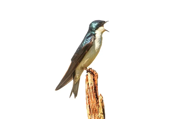 Tree Swallow on a stump isolated on white — Stock Photo, Image