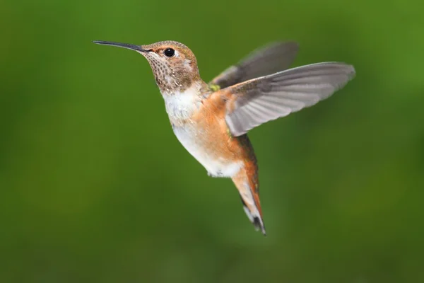 Manliga Allens Hummingbird (Selasphorus sasin) — Stockfoto