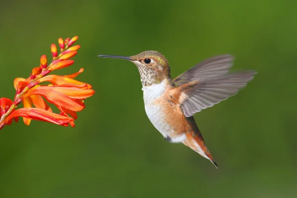 Mężczyzna Allens koliber (Avibase sasin) — Zdjęcie stockowe