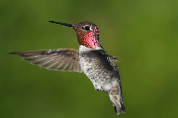 Annáš Hummingbird (calypte anna) — Stock fotografie