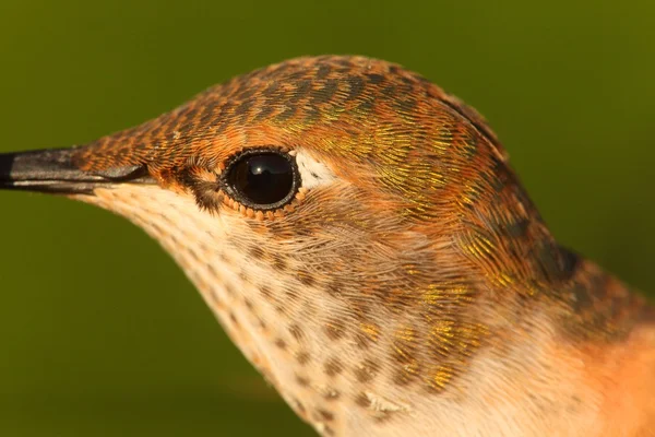 Pássaro-da-índia (Selasphorus sasin ) — Fotografia de Stock
