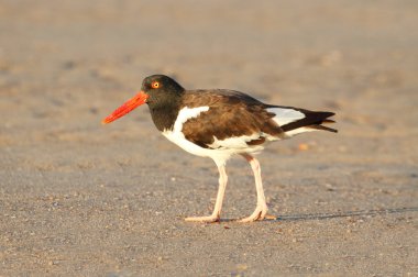 Amerikan istiridye yakalayıcısı (haematopus palliatus)