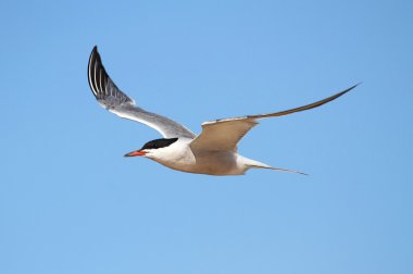 Genel Tern (Sterna hirundo)