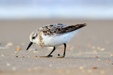 Sanderlings (Calidris alba)