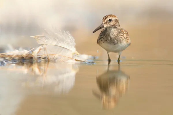 Minstens zandloper (calidris minutilla)) — Stockfoto