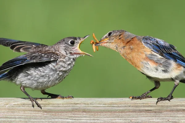 Female Eastern Bluebird With Baby — Stock Photo, Image