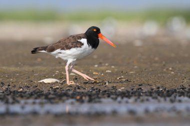 Amerikan istiridye yakalayıcısı (haematopus palliatus)