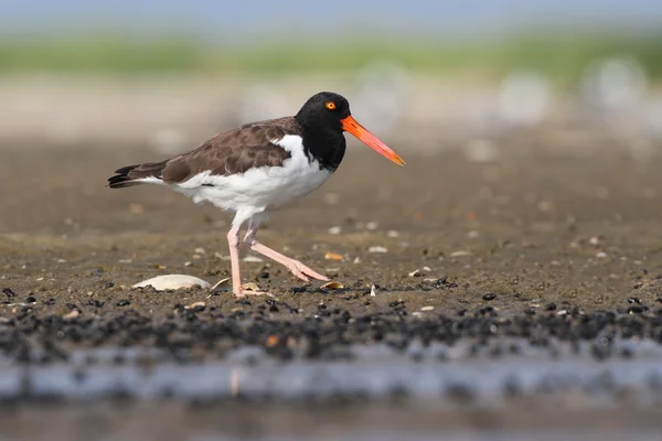 Amerikanischer Austernfischer (haematopus palliatus)) — Stockfoto