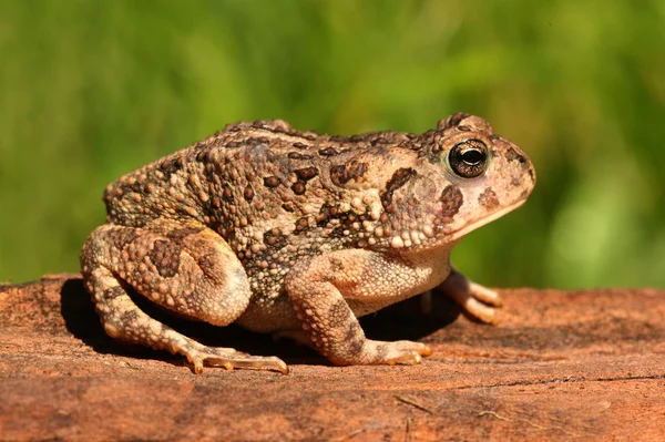 Fowlers жаба (Anaxyrus Bufo fowleri) — стокове фото