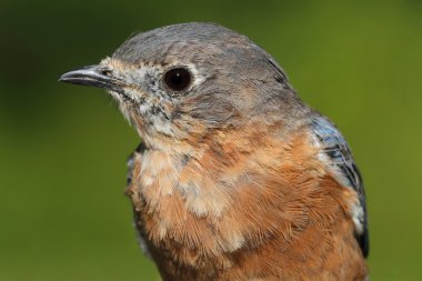 Doğu bluebird makro