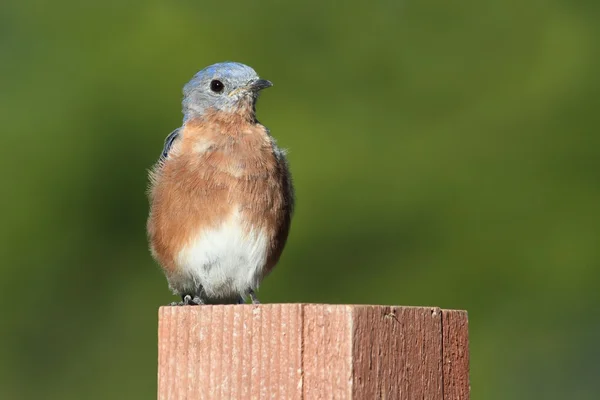 Kadın Doğu bluebird — Stok fotoğraf