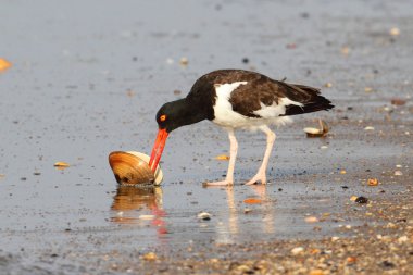Amerikan istiridye yakalayıcısı (haematopus palliatus)