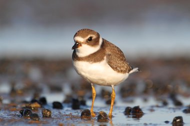 Yarı palmiye Plover (charadrius semipalmatus)