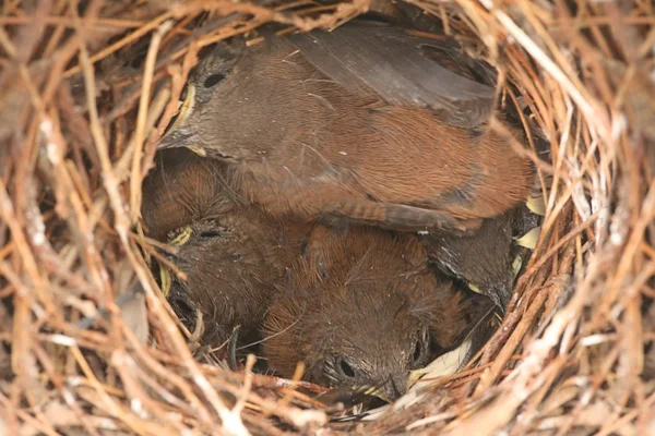 Πουλιά μωρών - σπίτι wrens — Φωτογραφία Αρχείου