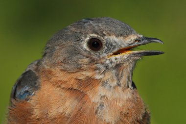 Doğu bluebird makro