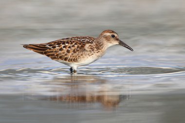 En Az Çulluk (calidris minutilla)
