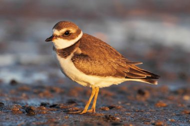Yarı palmiye Plover (charadrius semipalmatus)