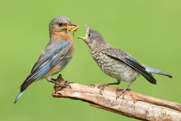 Female Eastern Bluebird With Baby — Stock Photo, Image