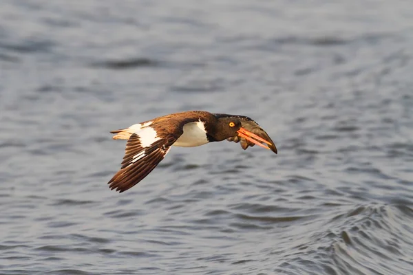 Amerikaanse scholekster (haematopus palliatus)) — Stockfoto