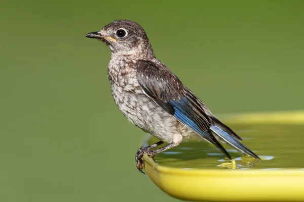 Baby östra bluebird — Stockfoto