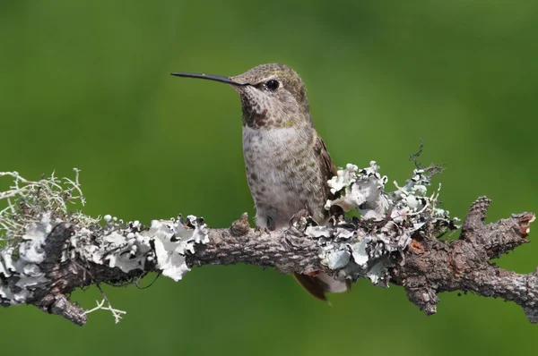 Annas Hummingbird (calypte anna) — Stockfoto