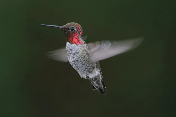 Annas Hummingbird (Calypte anna) — Stock Photo, Image