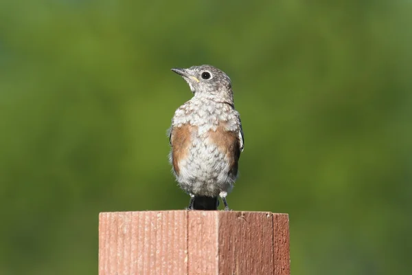 Bebê Bluebird Oriental — Fotografia de Stock