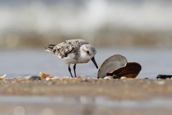 Sanderlings (Calidris alba) — Stok fotoğraf