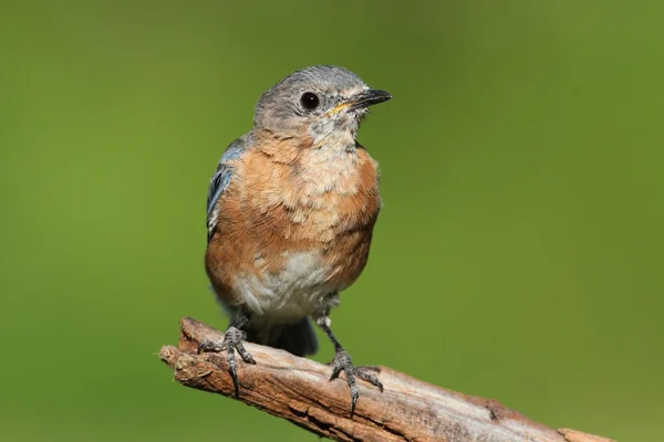 Kadın Doğu bluebird — Stok fotoğraf