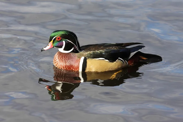 Male Wood Duck (aix sponsa) — Stock Photo, Image