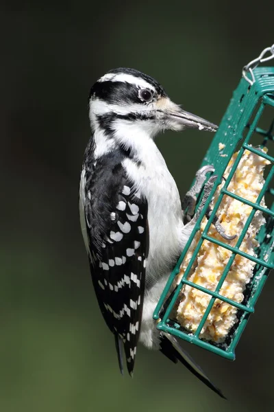 Hairy Woodpecker (Picoides villosus) — Stock Photo, Image