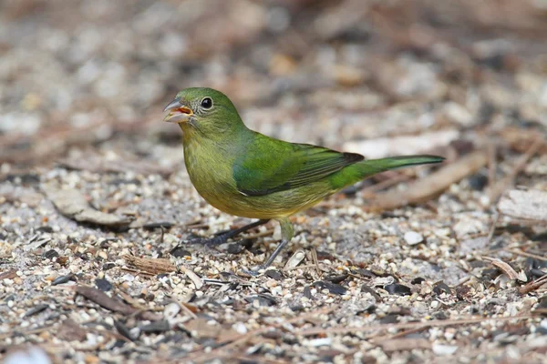 Gemalte Ammern (passerina ciris)) — Stockfoto