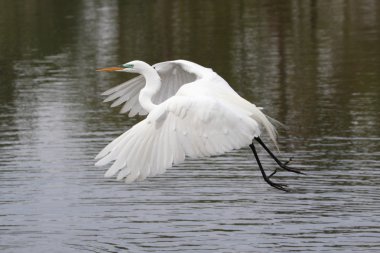 Büyük Egret (ardea alba)