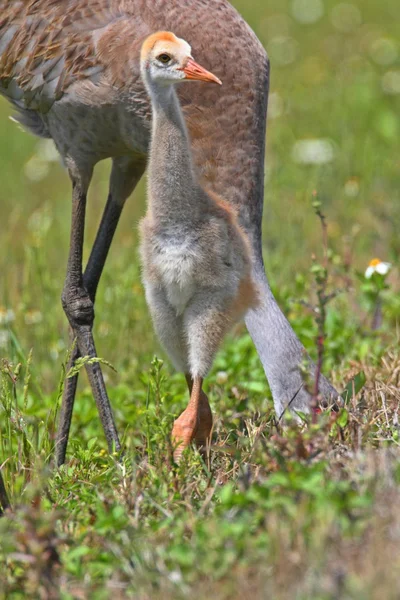 Sandhügelkran-Baby — Stockfoto