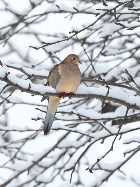 Sleeping Mourning Dove in Snow — Stock Photo, Image