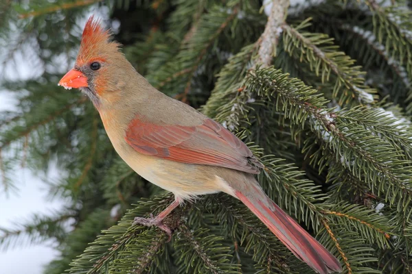 Cardinale donna nella neve — Foto Stock