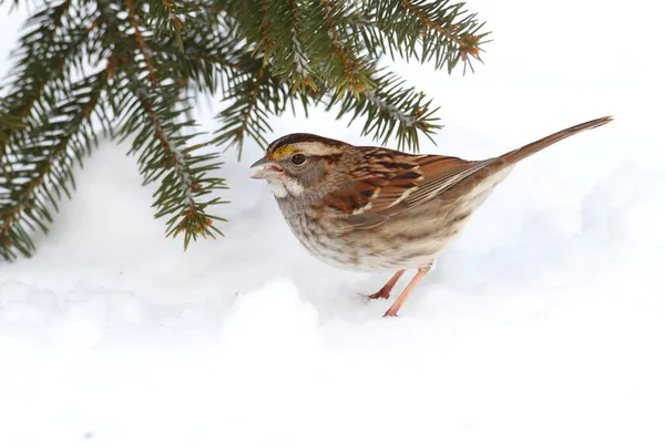 Bird In Snow — Stock Photo, Image