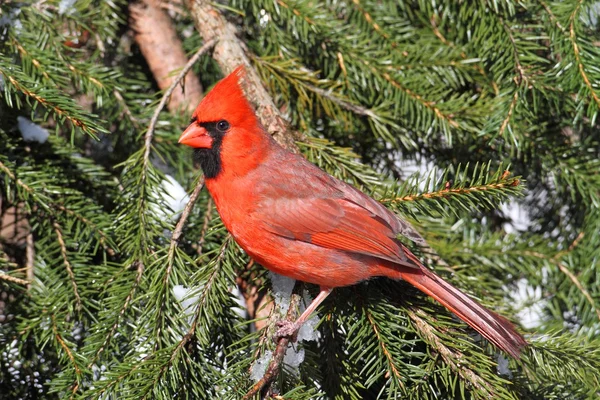 Manliga cardinal i snö — Stockfoto