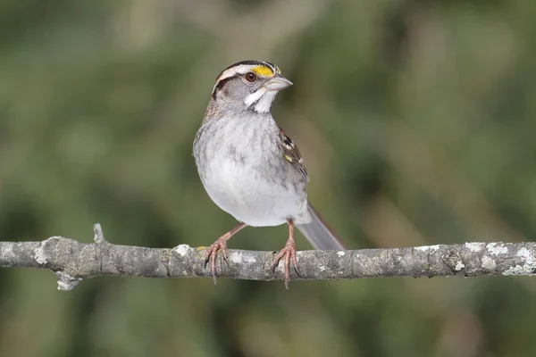 Bílá – throated sparrow — Stock fotografie