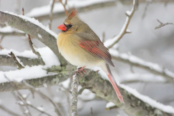 Жіночий кардинал у снігу — стокове фото