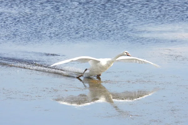 Mute Swan (Cygnus olor) — Stock Photo, Image