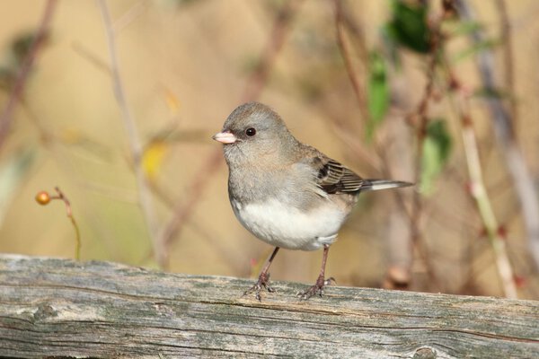 Junco On A Stump