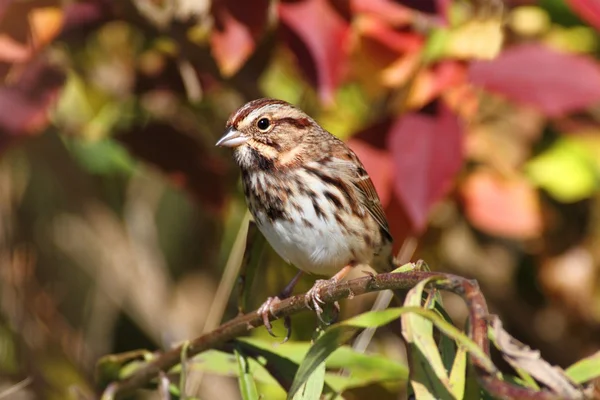Song Sparrow (Melospiza melodia) — Stock Photo, Image