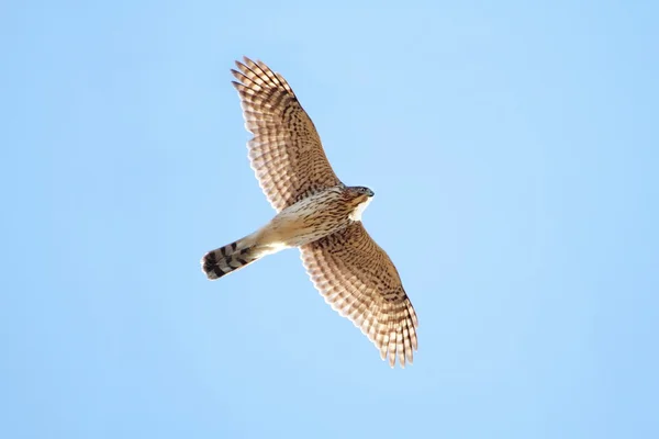 Jonge Coopers Hawk in vlucht — Stockfoto