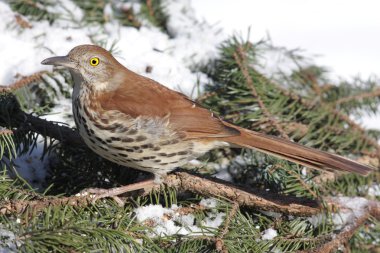 Brown thrasher kış