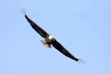 Yetişkin Kel Kartal (Haliaeetus leucocephalus)