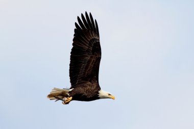 Yetişkin Kel Kartal (Haliaeetus leucocephalus)