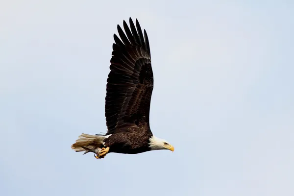 다 자란 대머리 독수리 (Haliaeetus leucocephalus)) — 스톡 사진